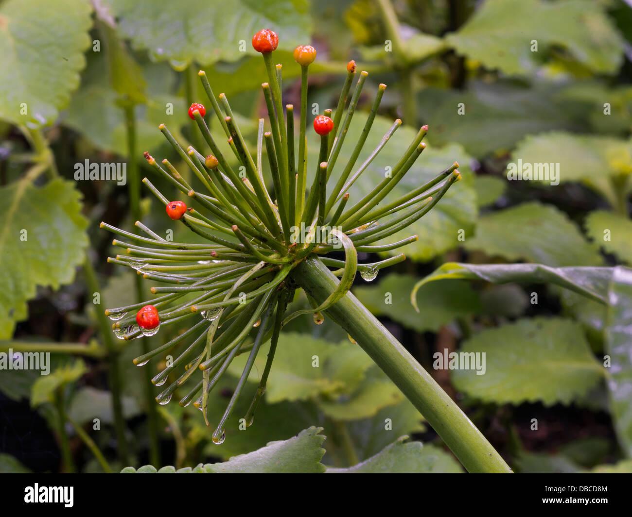 Lily de sang Banque D'Images