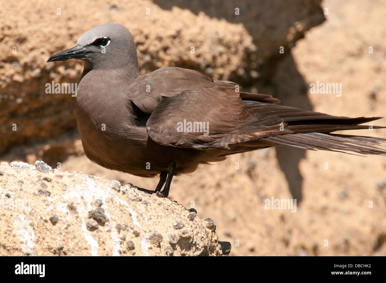 Stock photo d'un noddi brun assis sur une falaise le long de l'île Isabela, Galapagos. Banque D'Images