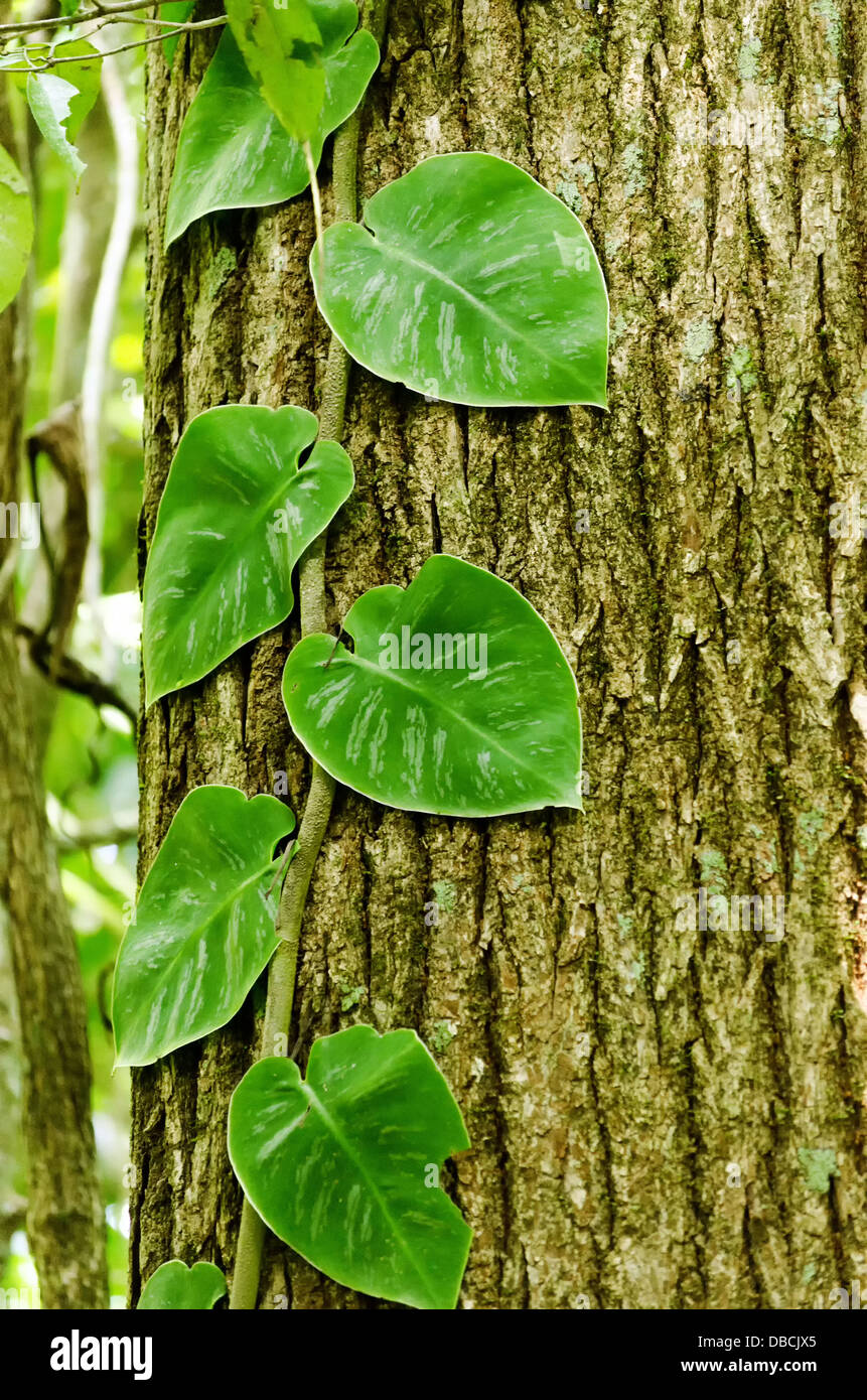 De plus en plus de feuilles vertes sur l'écorce des arbres créant une texture agréable Banque D'Images