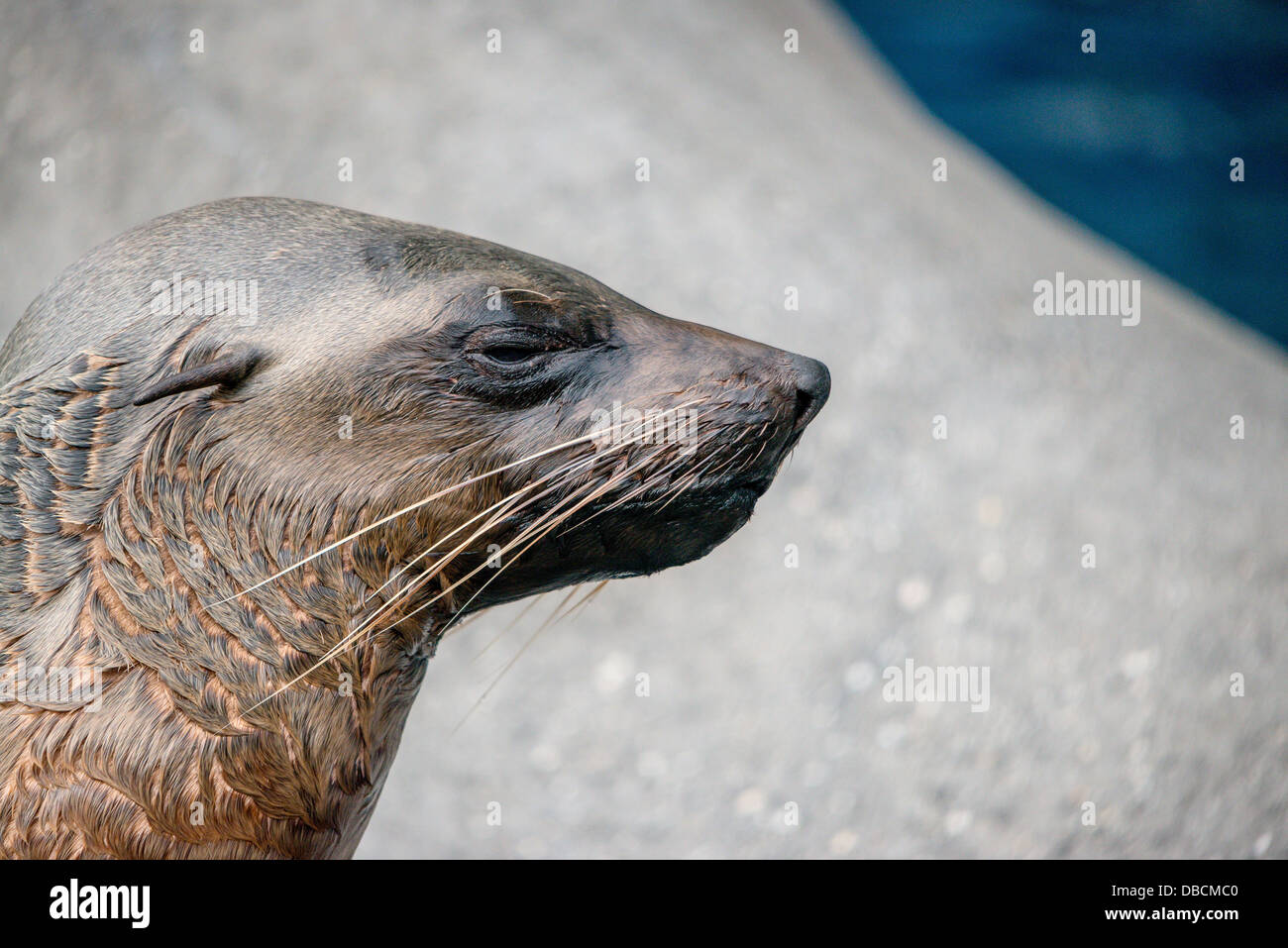 Un lion de mer de l'Australie [sceau] au soleil près de l'eau Banque D'Images