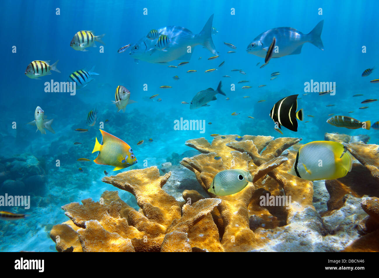 L'école de corail avec des poissons tropicaux et des coraux de la mer des Caraïbes, Elkhorn Banque D'Images