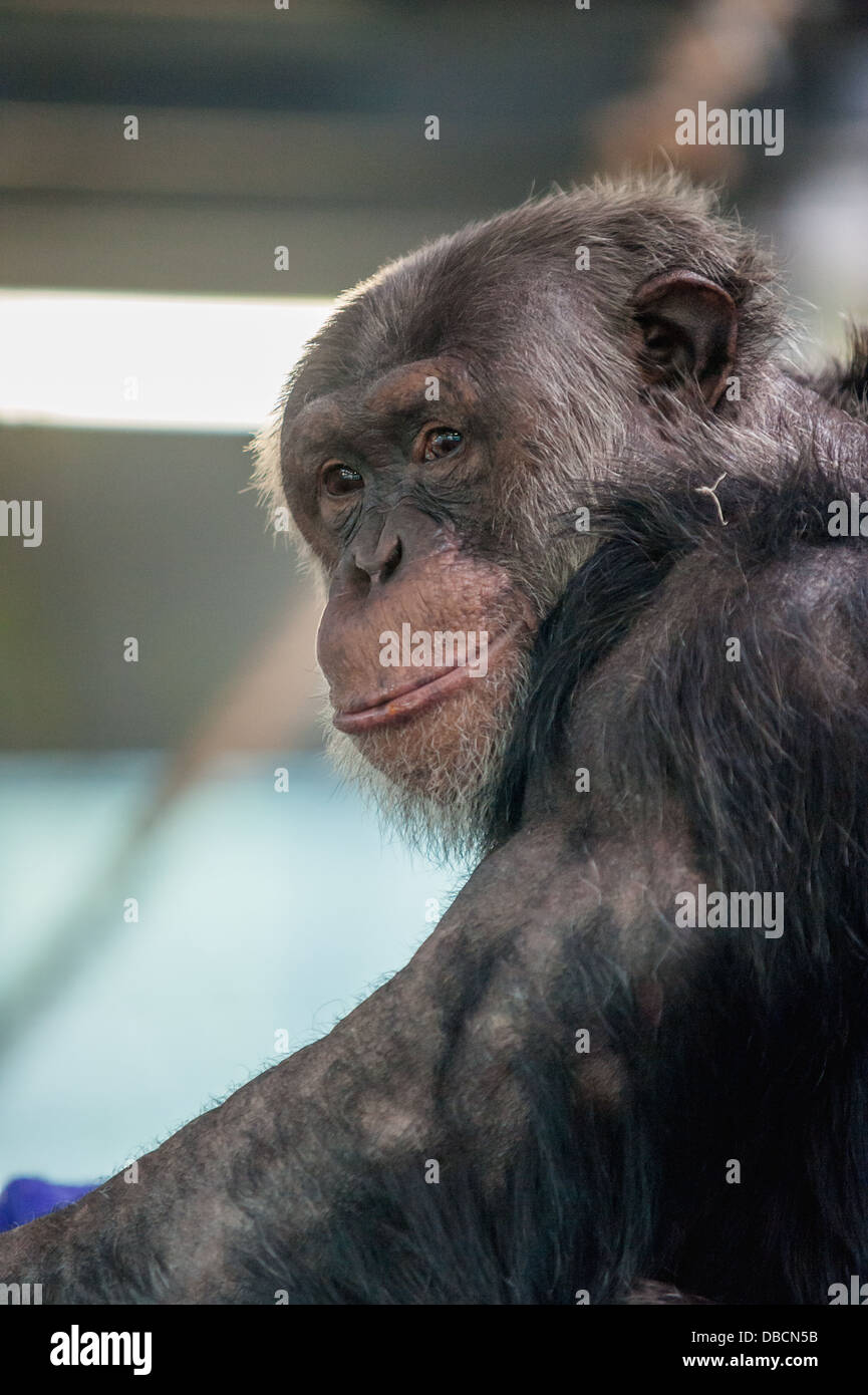 Un gros plan d'un chimpanzé plus âgés Banque D'Images