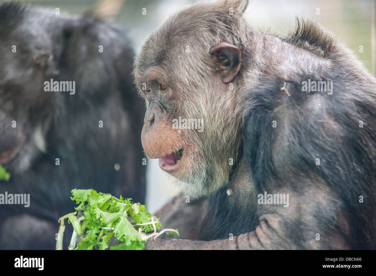 Un gros plan d'un chimpanzé plus âgés Banque D'Images