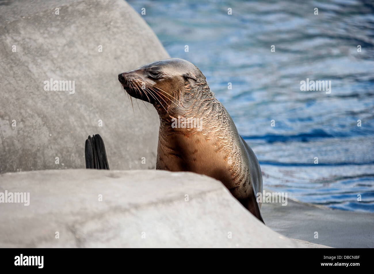 Un lion de mer de l'Australie [sceau] au soleil près de l'eau Banque D'Images