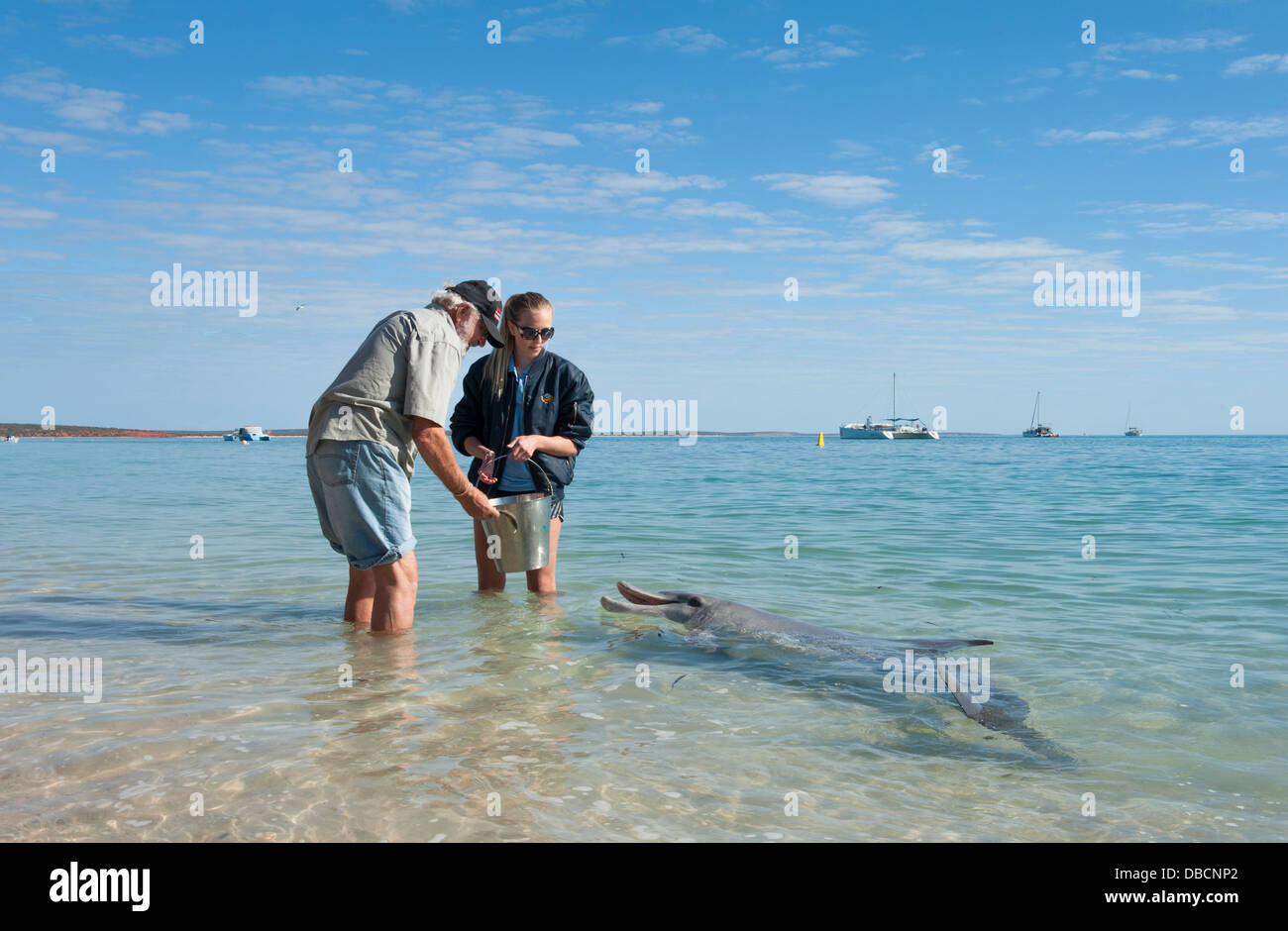 Le programme d'alimentation des dauphins pour les touristes par park rangers à Monkey Mia, la baie Shark, Australie occidentale Banque D'Images