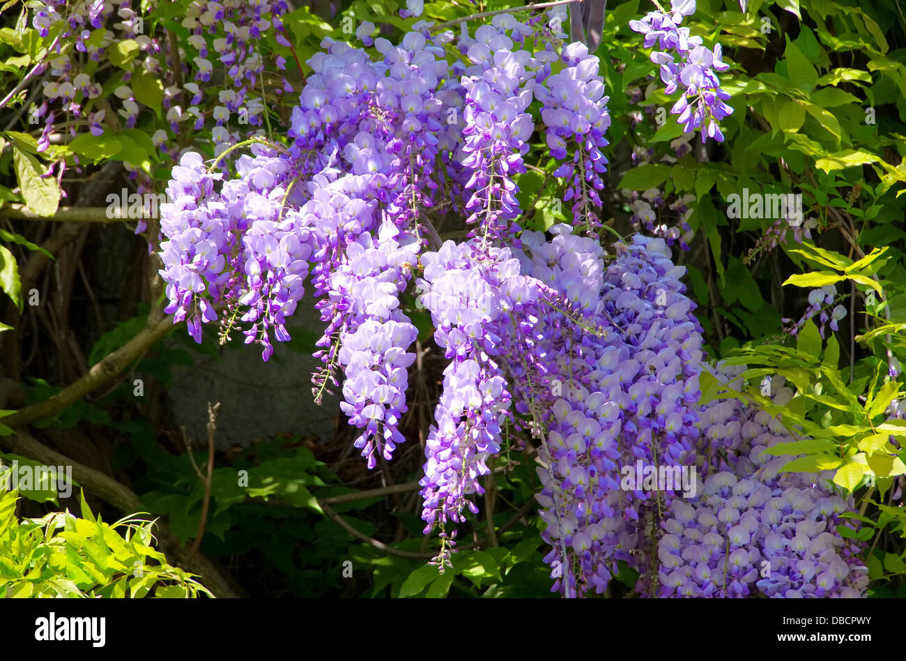 Blauregen - Wisteria 06 Banque D'Images