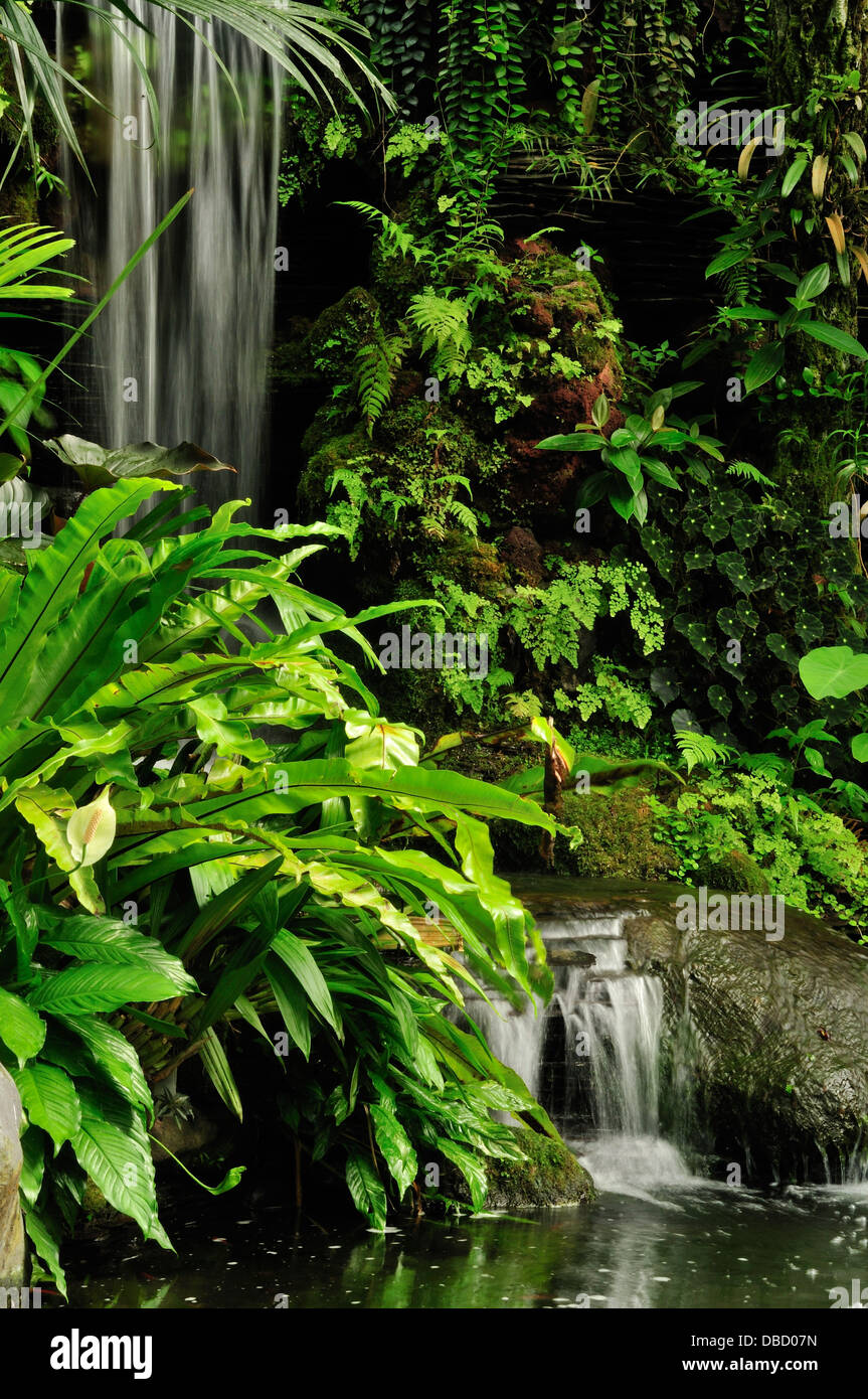 Jardins botaniques Bedugul, Bali, Indonésie, Asie Banque D'Images