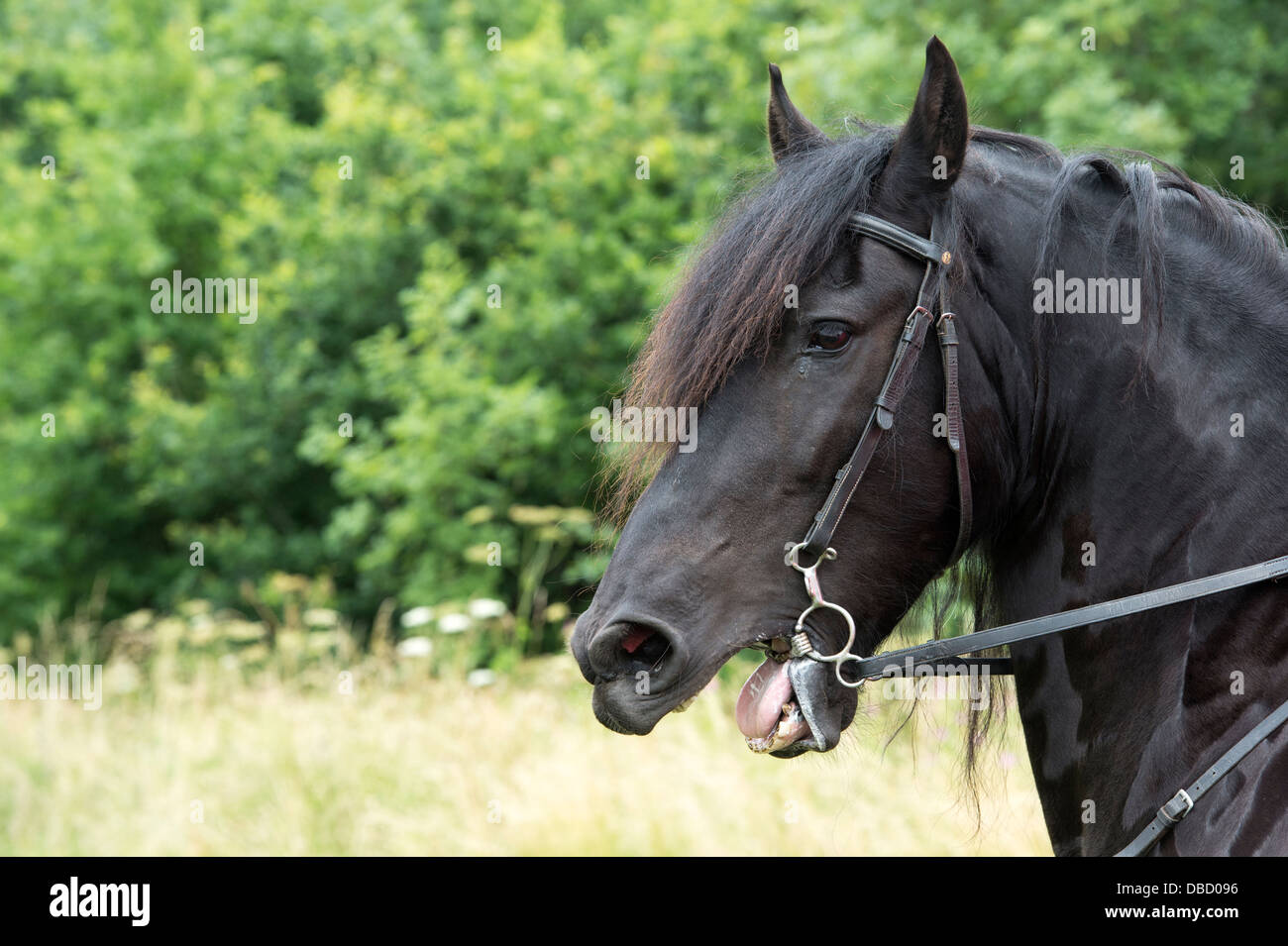 L'étalon noir s/n à une reconstitution historique. UK Banque D'Images