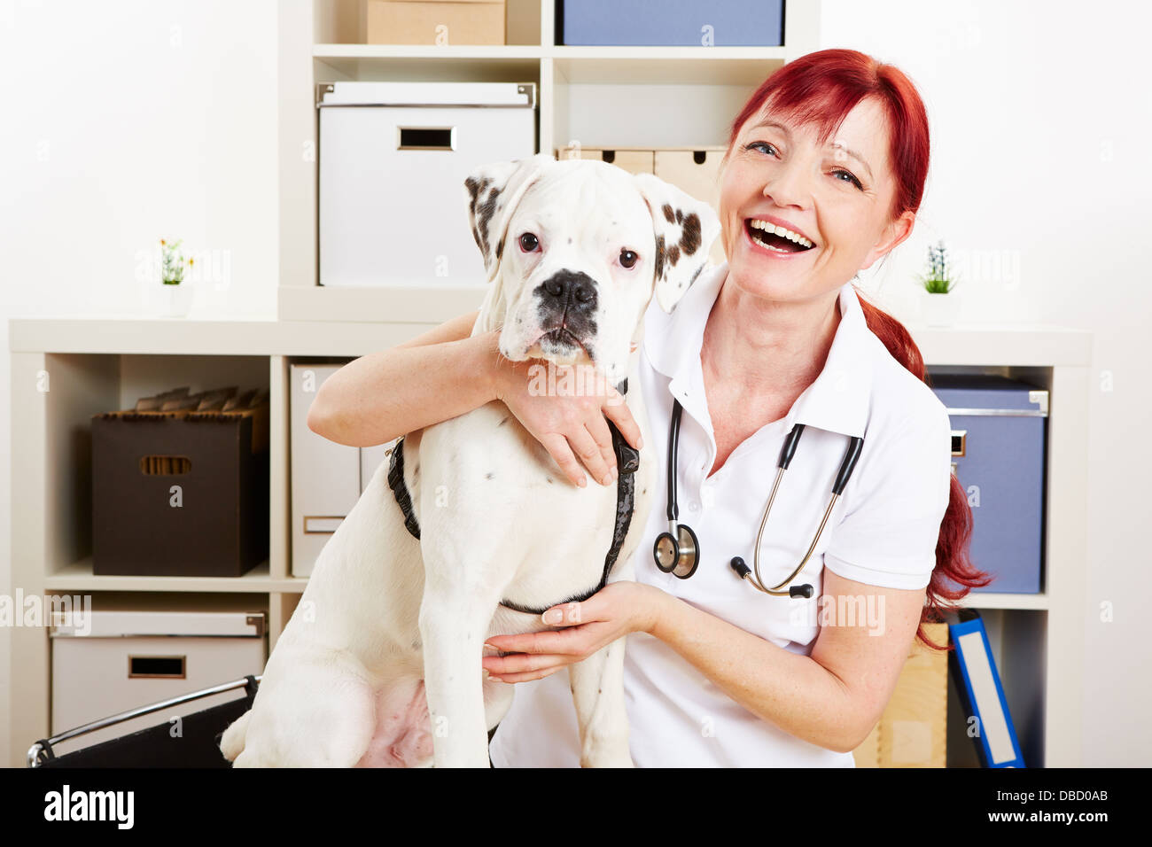 Heureux avec un vétérinaire chien boxer dans sa clinique Banque D'Images