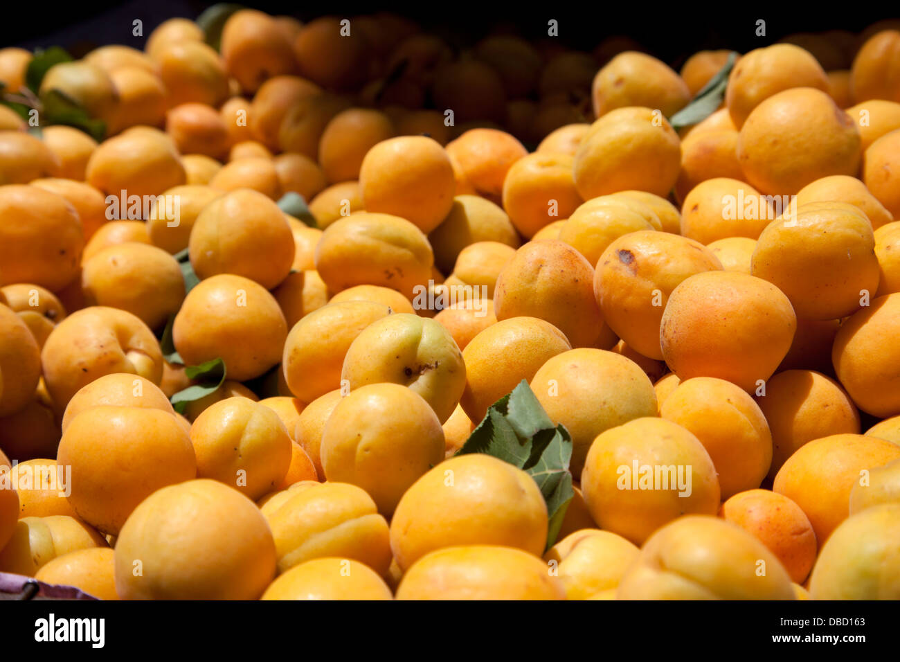 Abricots marocains Banque D'Images