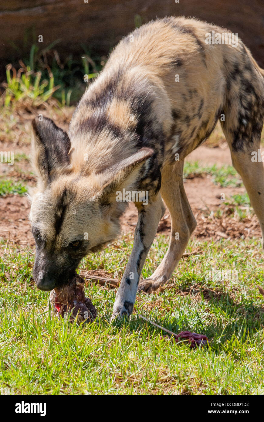 Une Afrique sauvage chien mange un repas de viande Banque D'Images