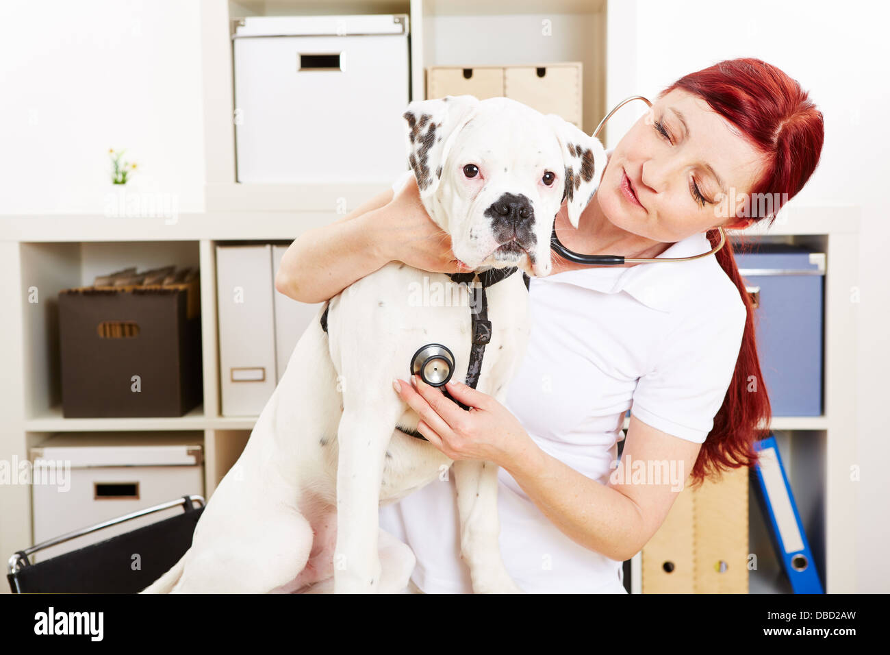 Vétérinaire auscultating boxer dog avec stéthoscope dans animal clinic Banque D'Images