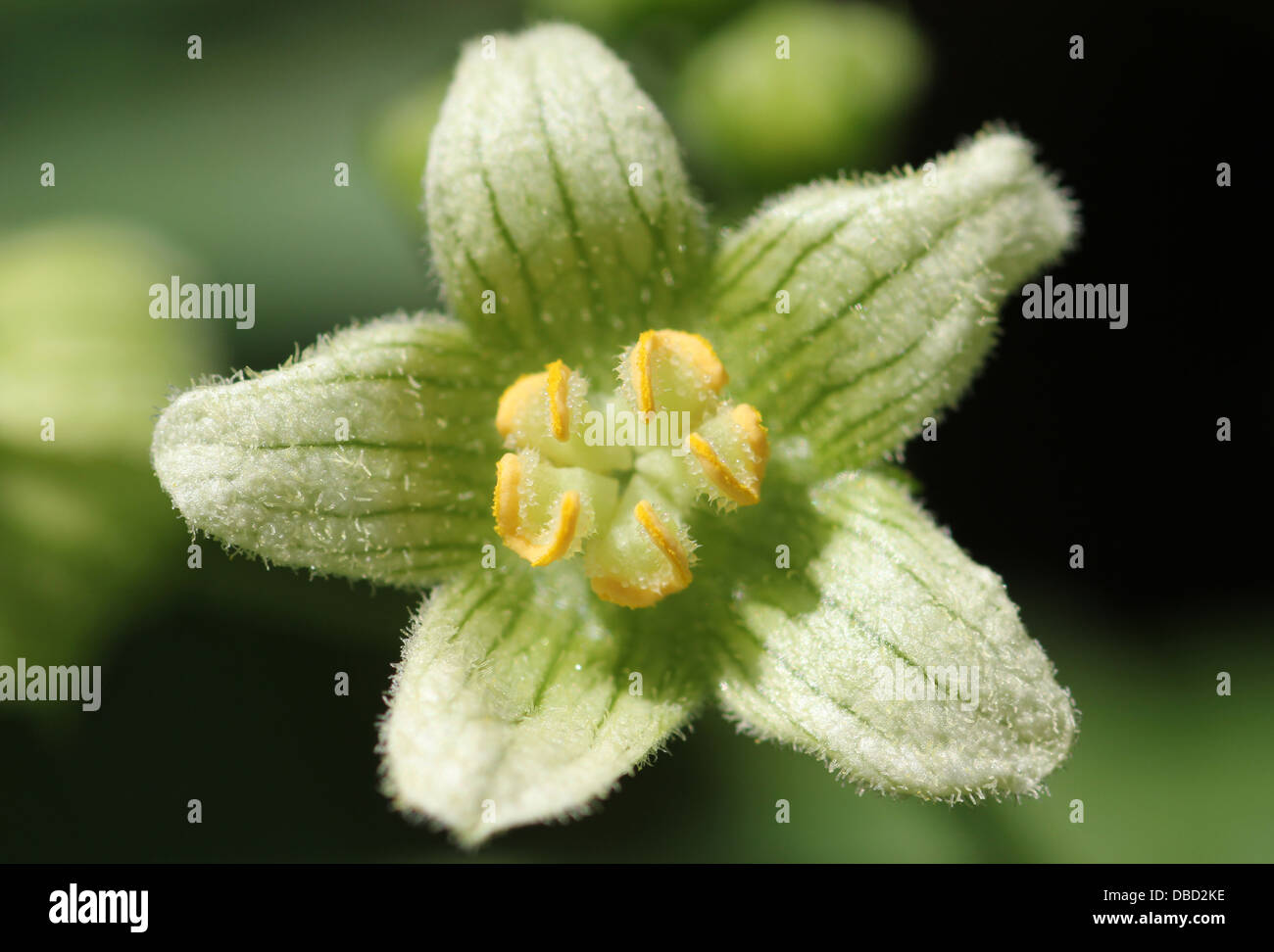 La floraison des mauvaises herbes du jardin. Bryone blanche, Bryonia dioica. Banque D'Images