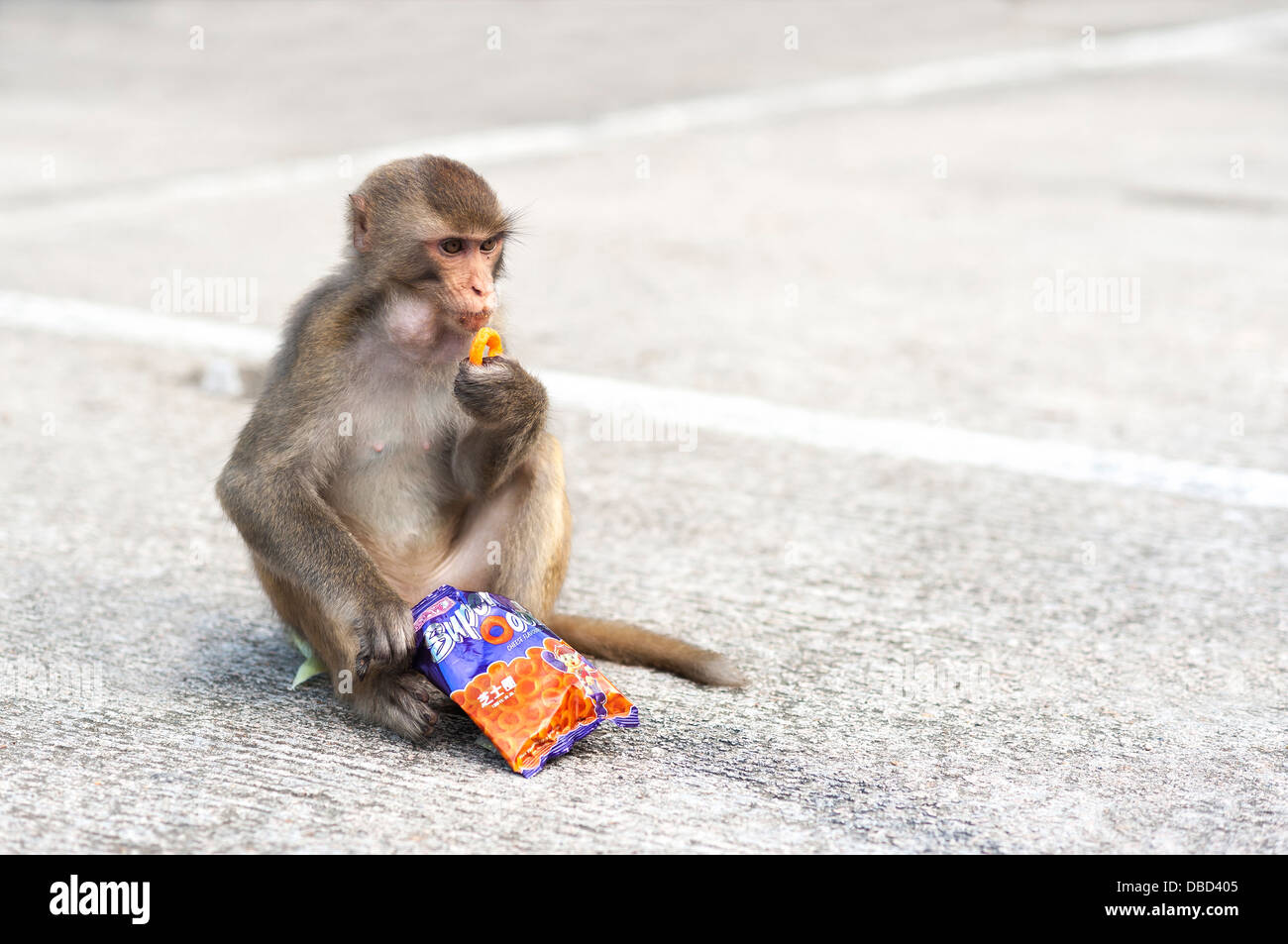 Hong kong wild monkey eating junk food à la montagne des singes, Kowloon Banque D'Images