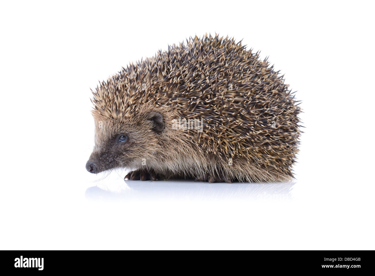 Concept de sécurité un mignon hedgehog isolé sur fond blanc Banque D'Images