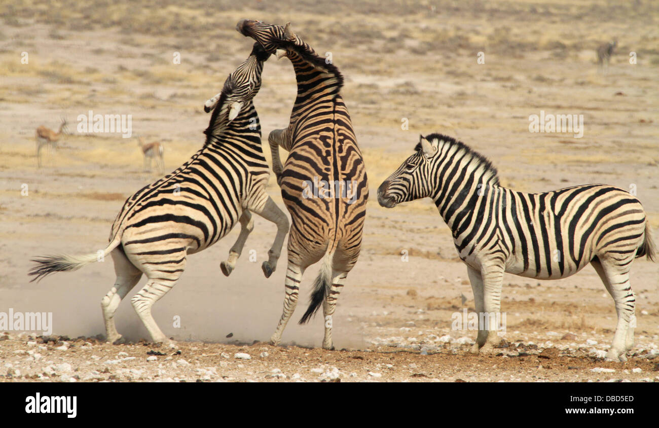 Les zèbres des combats dans le parc national d'Etosha, Namibie Banque D'Images