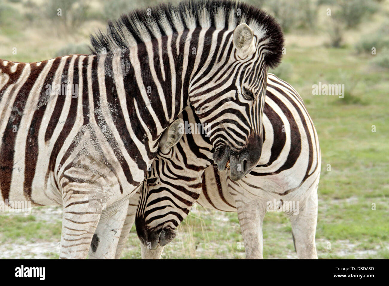 Deux zebra prendre contact sur le bord de la cuvette d'Etosha Banque D'Images