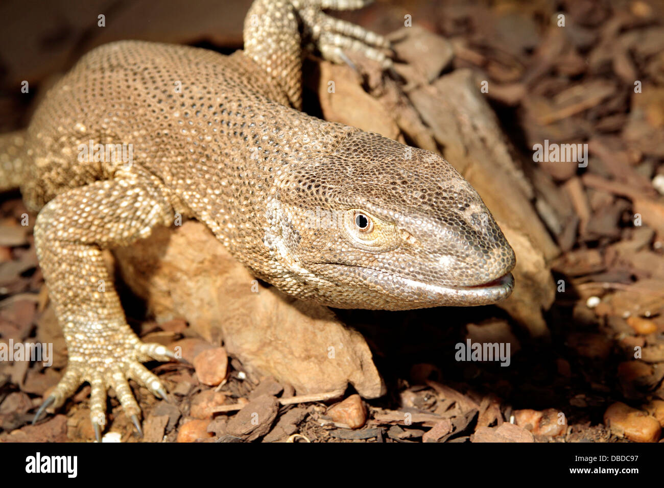 Un varan à Otjiwarongo Crocodile Farm Banque D'Images