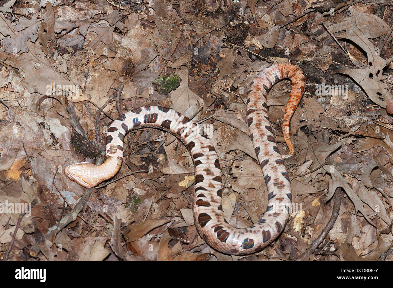 Le nord de Copperhead Serpent, Agkistrodon contortrix mokasen, Pit Viper, reptiles d'amérique du nord, de reptiles, serpent Banque D'Images Le nord de Copperhead Serpent, Agkistrodon contortrix mokasen, Pit Viper, reptiles d'amérique du nord, de reptiles, serpent Banque D'Images