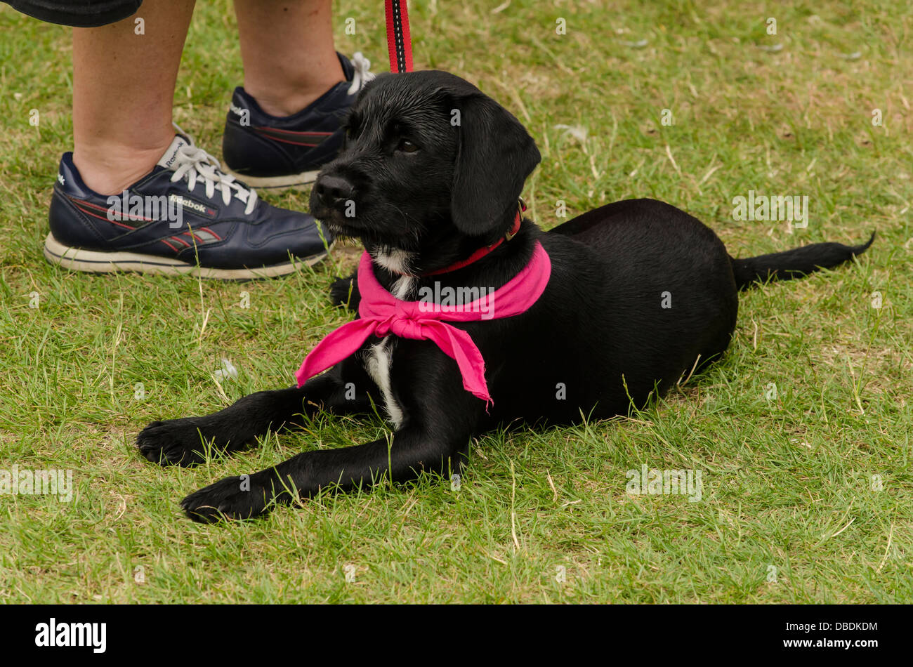 Un chien sur la course-pour-vie à pied, dans l'Essex en Angleterre. K Banque D'Images Un chien sur la course-pour-vie à pied, dans l'Essex en Angleterre. K Banque D'Images