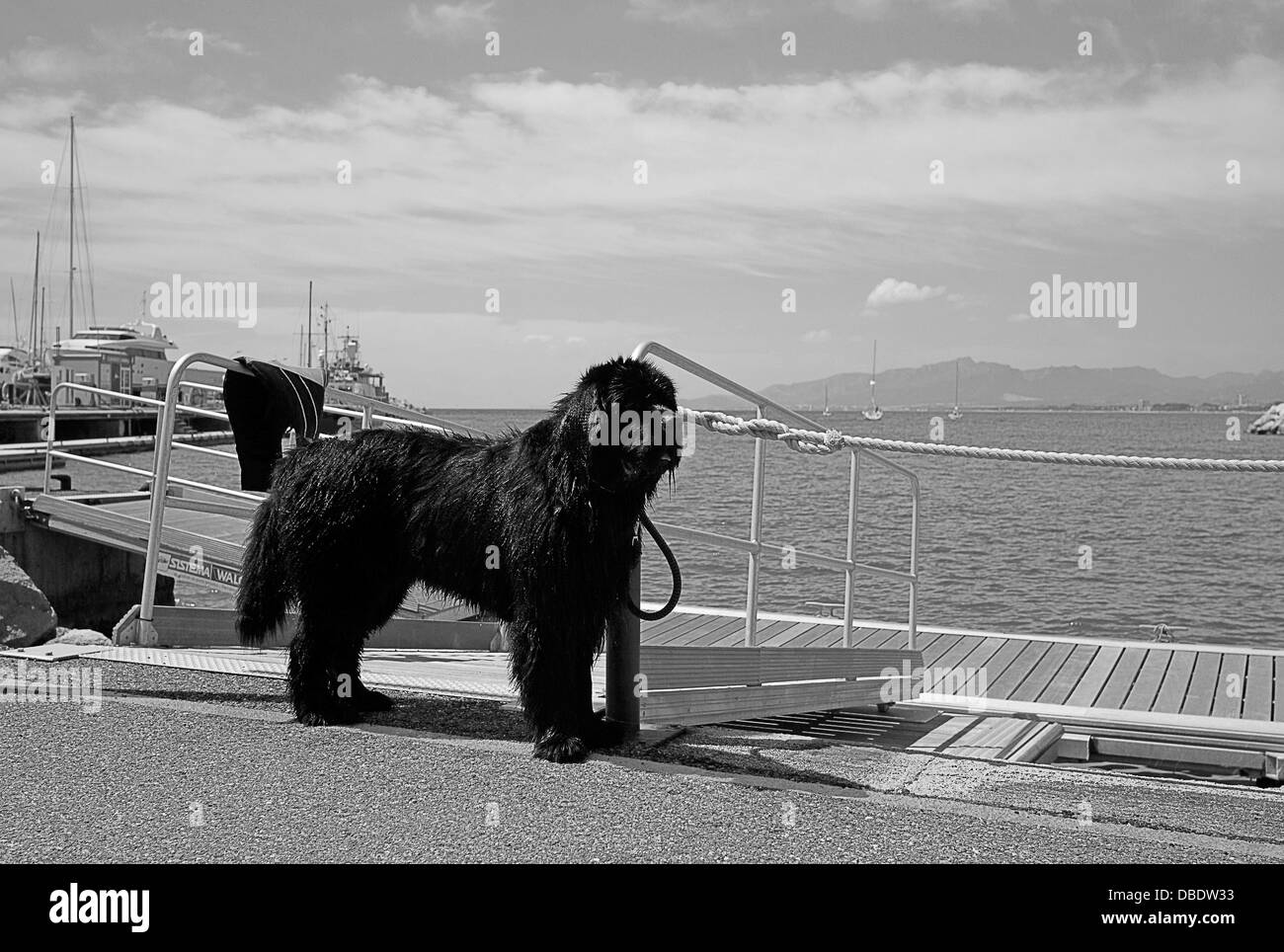 -Chiens de secours- Espagne. Banque D'Images