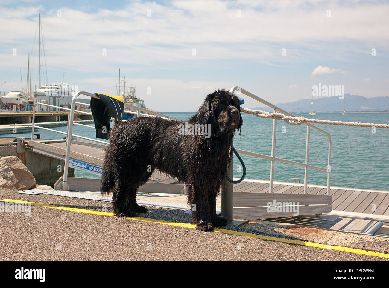 -Chiens de secours- Espagne. Banque D'Images