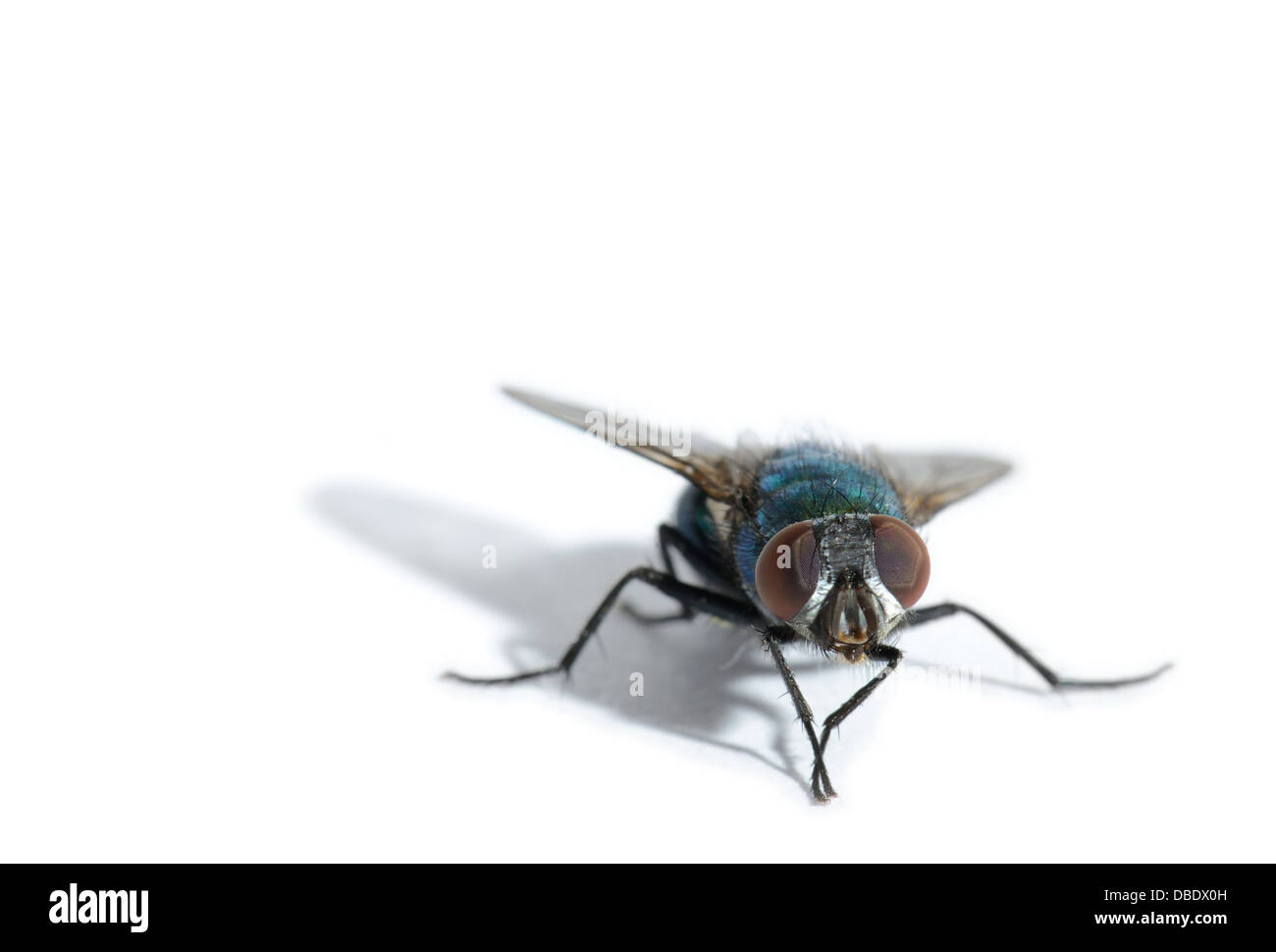 Une macro de mouche sur un fond blanc 6 l'accent sur la faible profondeur yeux composés Banque D'Images