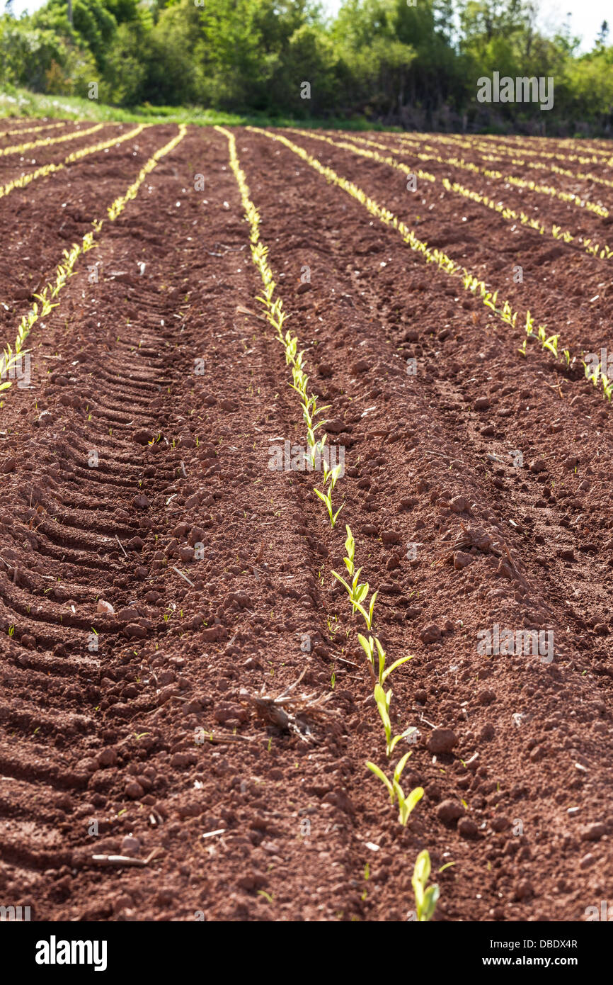 Les jeunes plants de maïs, germination dans un champ agricole au début du printemps. Banque D'Images