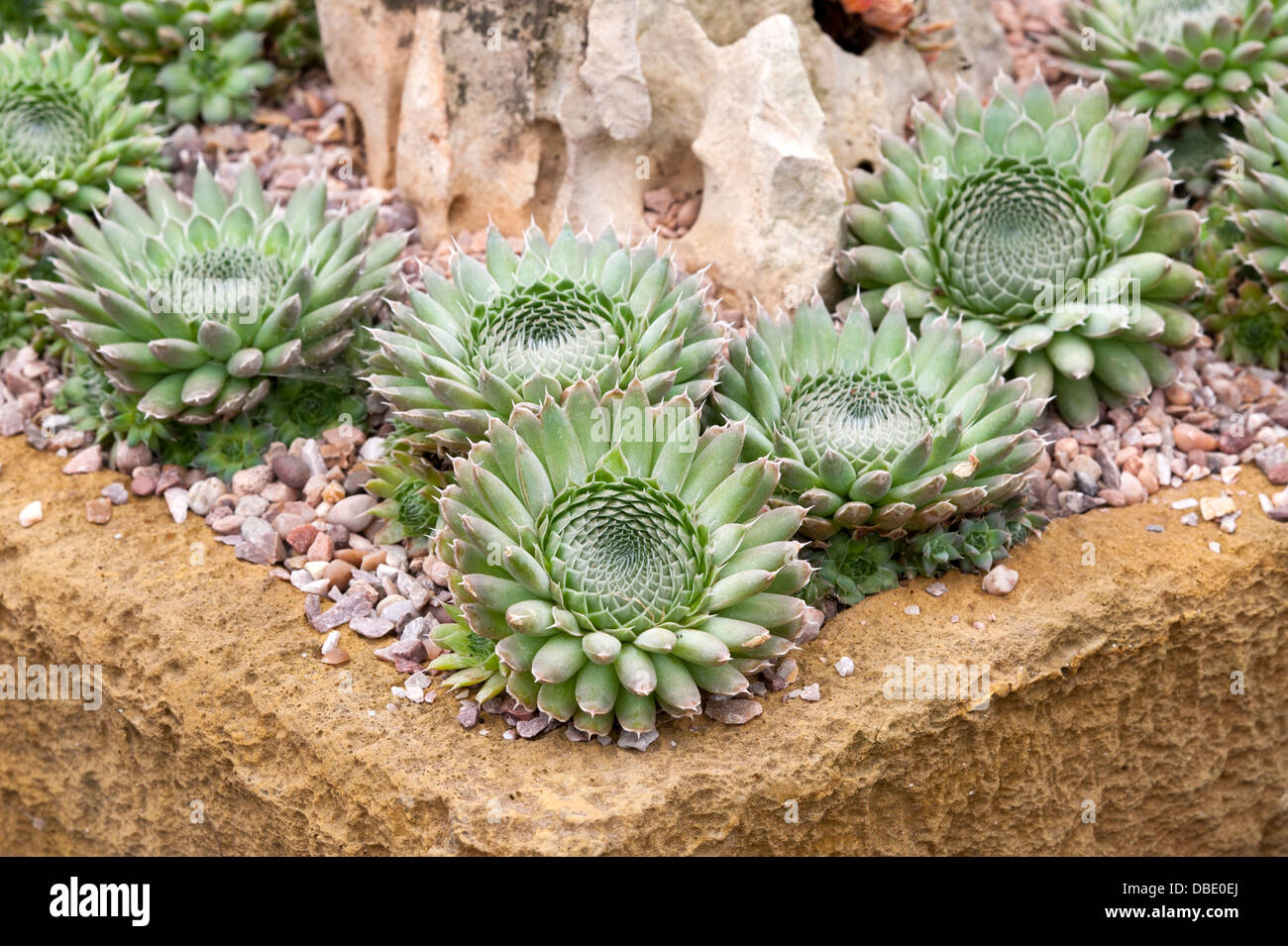 Orostachys spinosa Banque D'Images