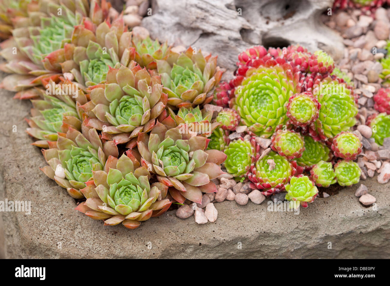 Sempervivum 'mulberry wine' (à gauche) sempervivum 'tormalin' (à droite) la plantation mixte de plantes succulentes dans une auge en pierre Banque D'Images