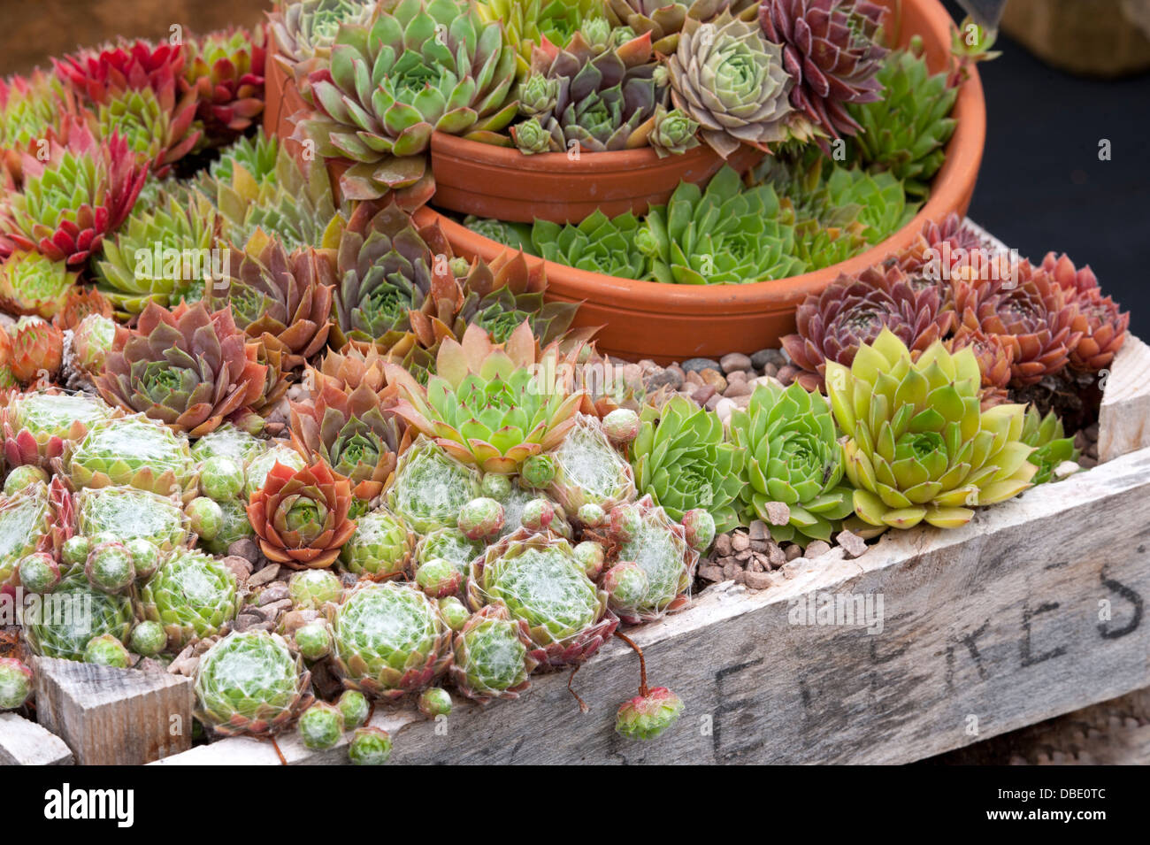 Sempervivum mixtes dans des pots cassés teracotta et caisses en bois Banque D'Images