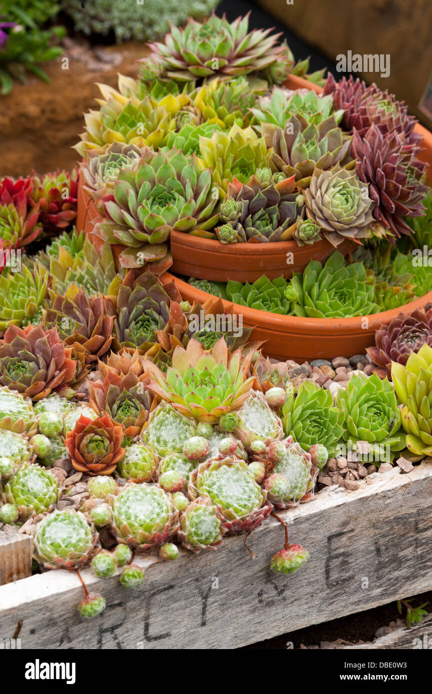 Sempervivum crassulacées mixtes dans broken teracotta pots et conteneurs caisse en bois Banque D'Images