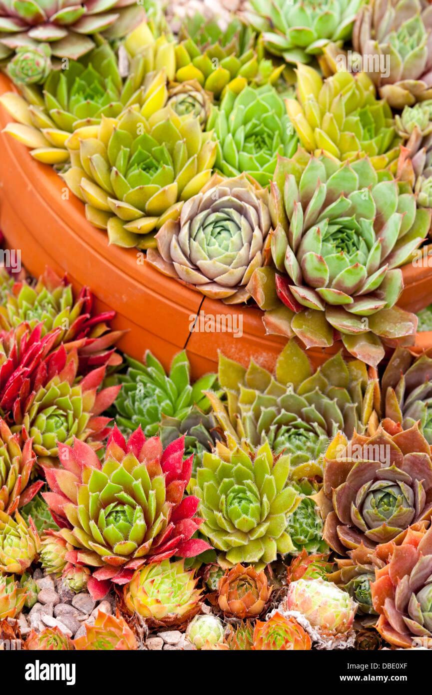 Sempervivum ou houseleeks la plantation mixte dans un récipient fabriqué à partir de pots cassés teracotta Banque D'Images