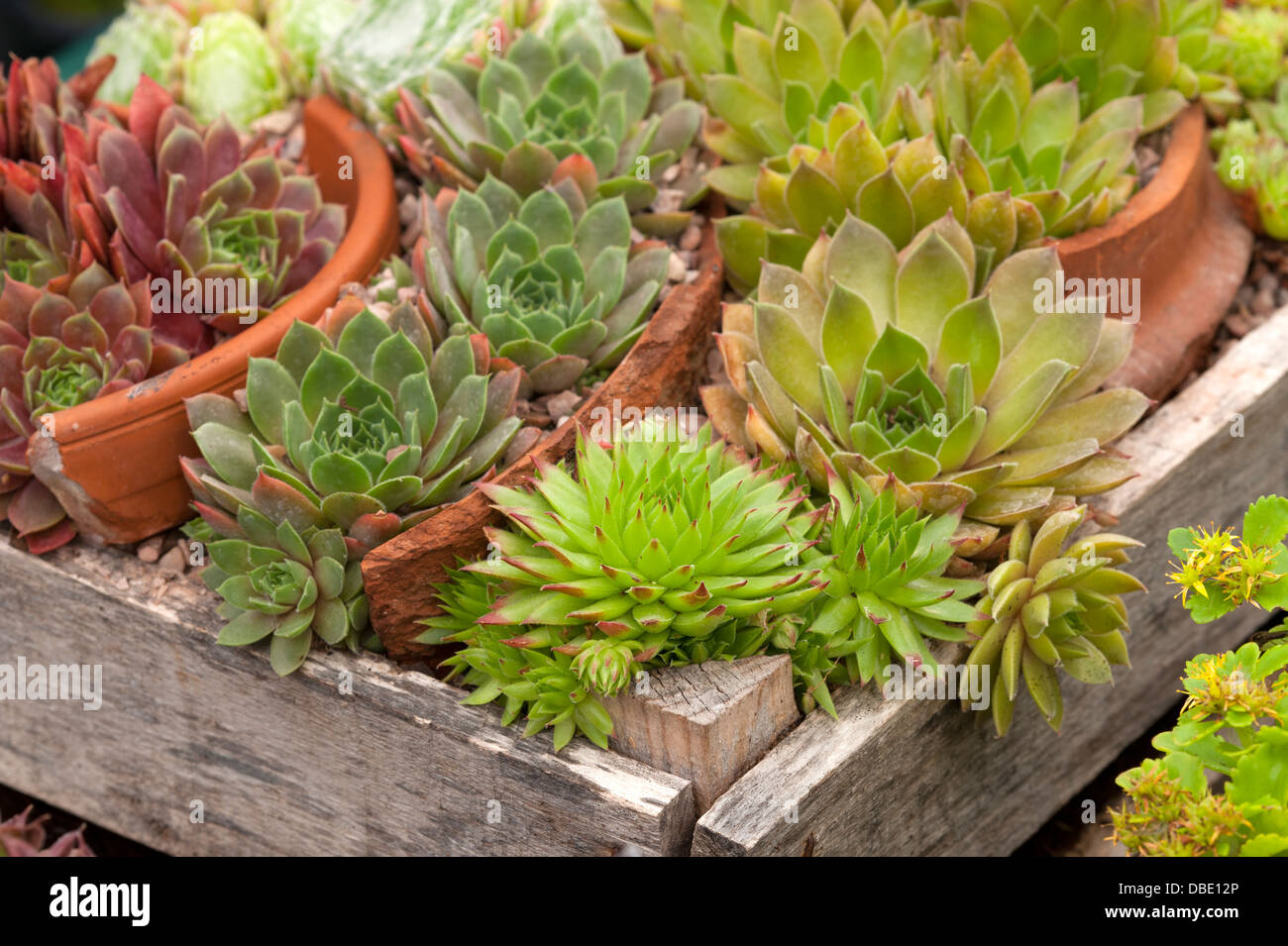 Sempervivum mixtes dans des pots cassés teracotta et caisses en bois Banque D'Images