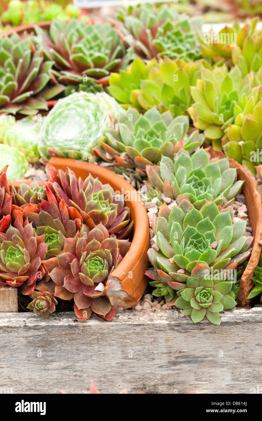 Sempervivum mixtes dans divers pots cassés teracotta et caisses en bois Banque D'Images