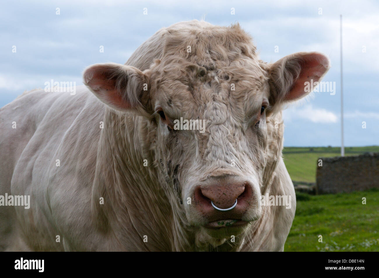 Un taureau Charolais avec un anneau dans le nez Photo Stock - Alamy