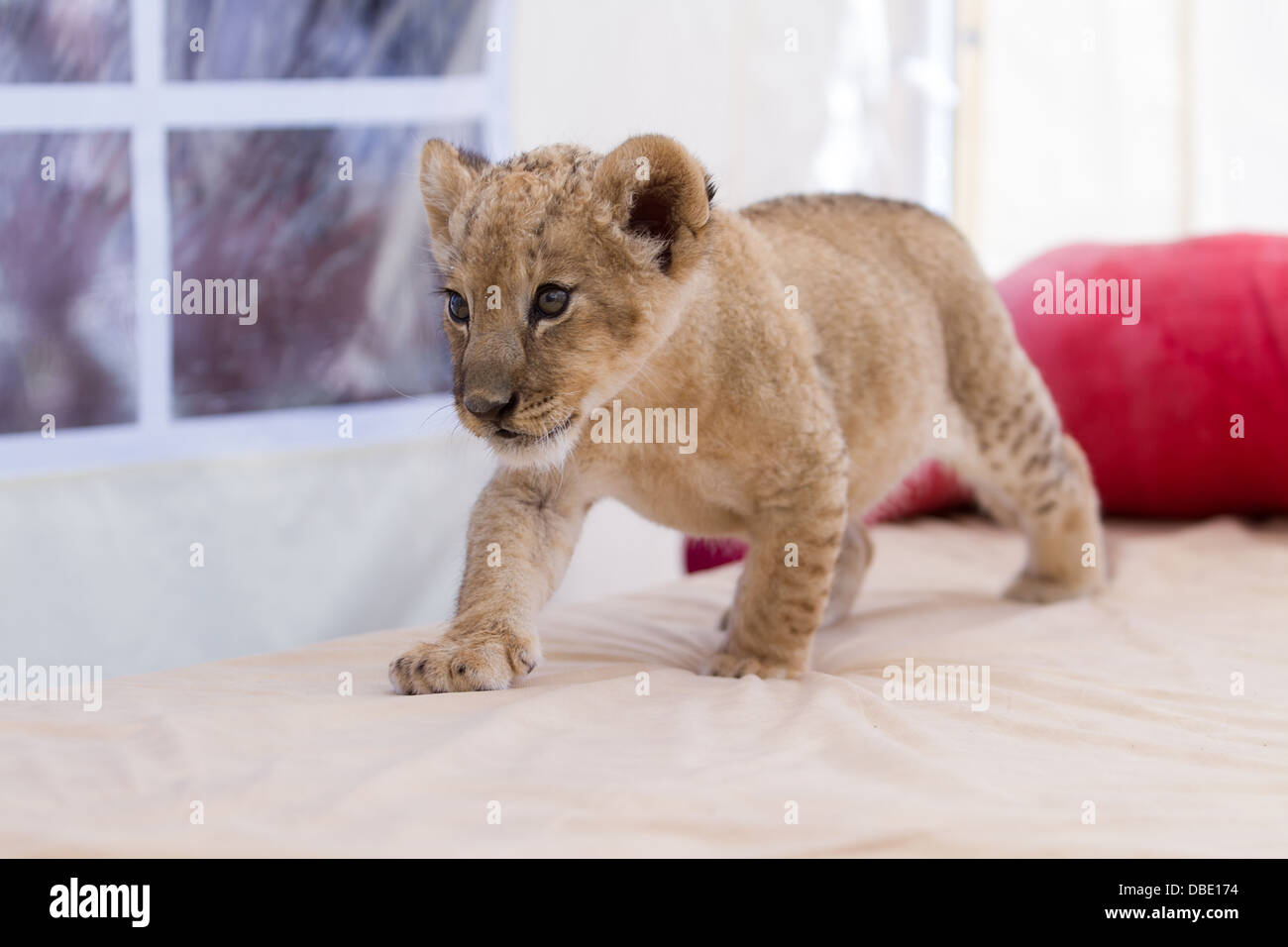 Collection de photos de 2 mois male lion cub. Très jolie petite créature. Banque D'Images