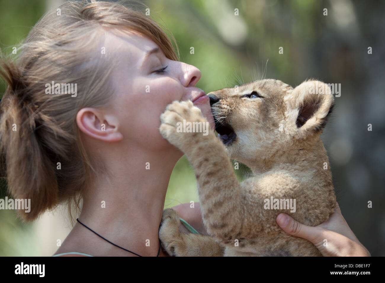 Jeune fille jouant avec un petit mâle lion cub. Banque D'Images