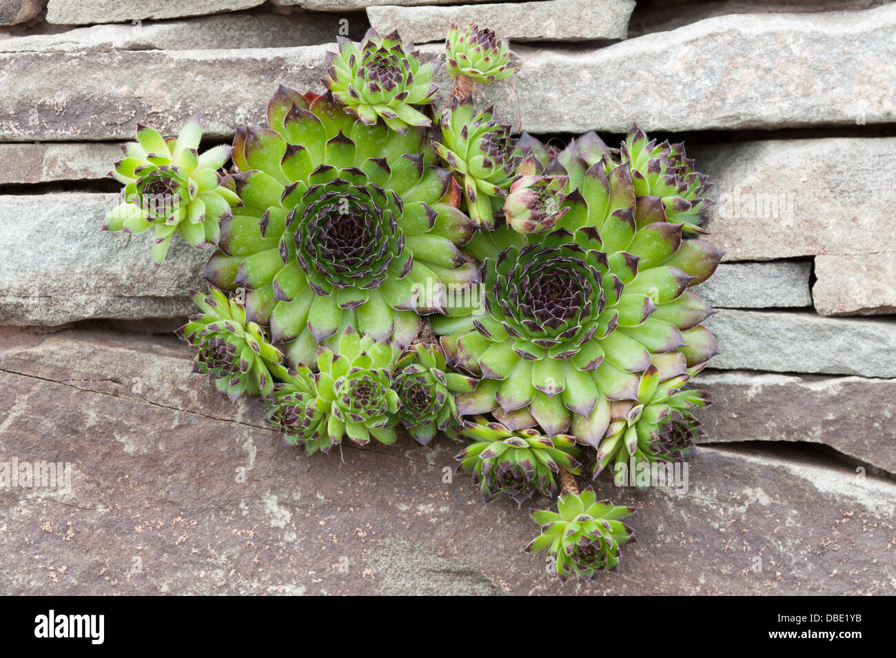 Sempervivum grandissant entre le fissures d'un mur Banque D'Images