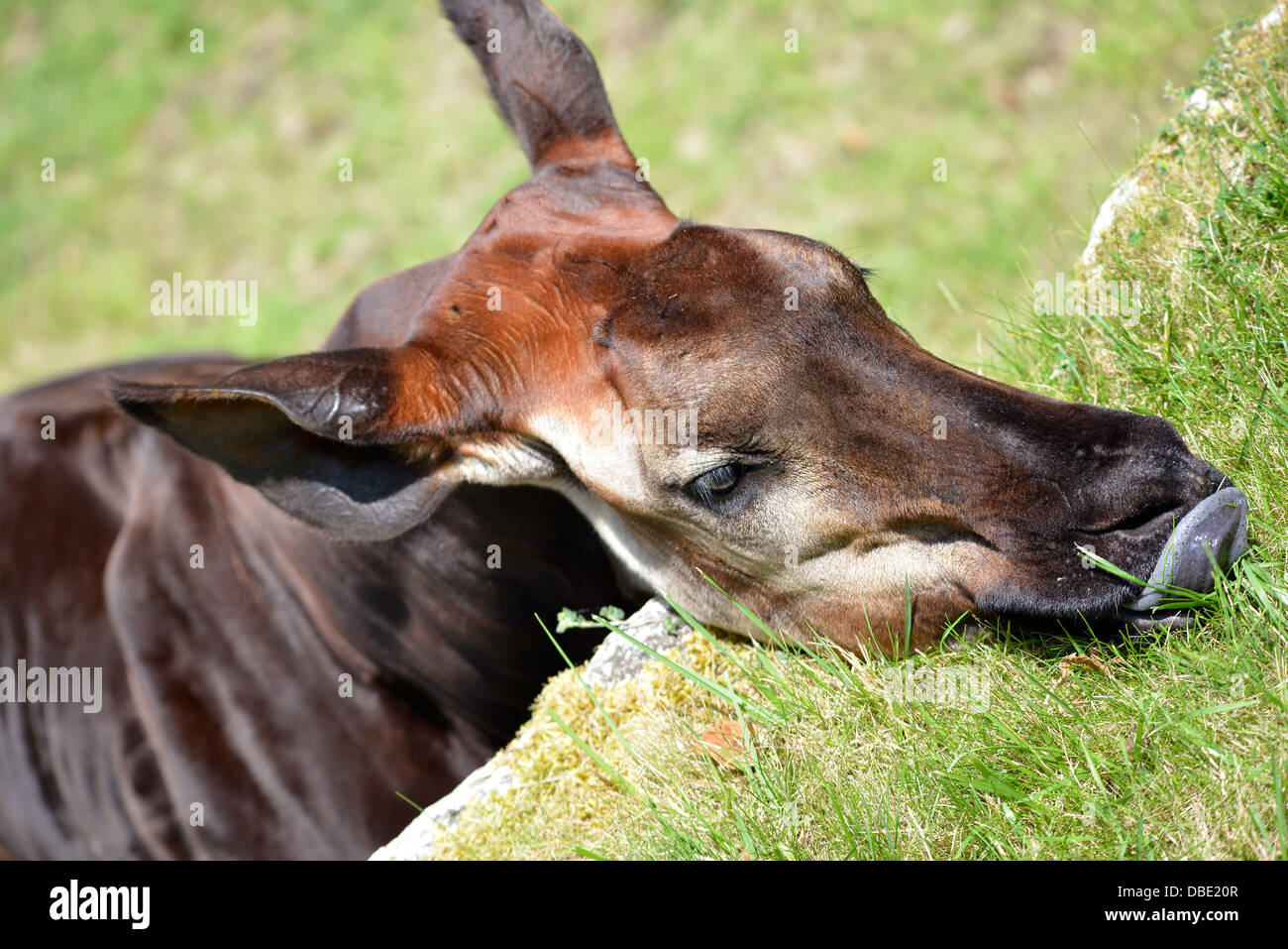Portrait de l'okapi (Okapia johnstoni) mange de l'herbe Banque D'Images
