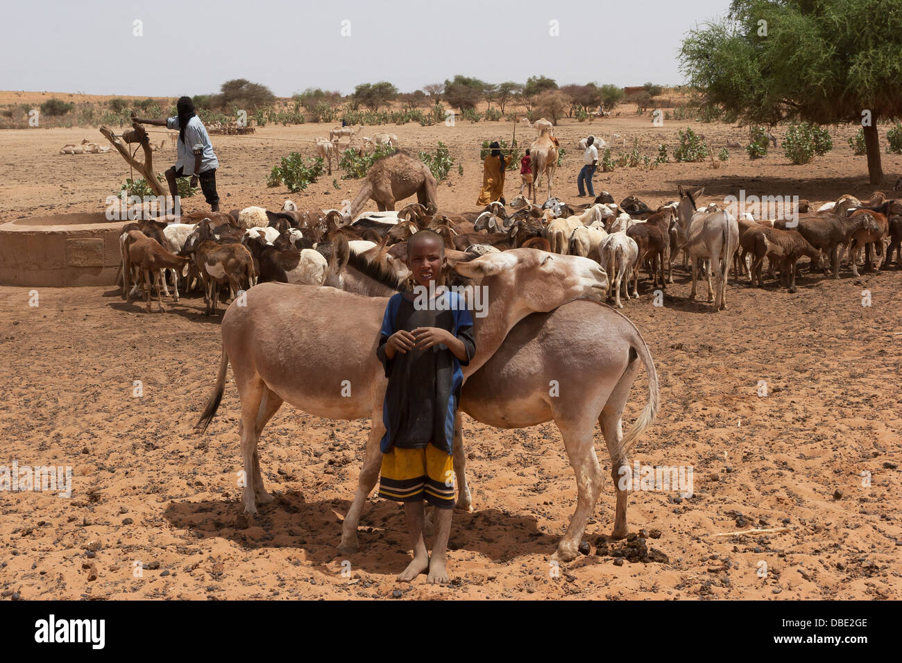 Garçon touareg herder âne dans village alors que les hommes utilisent un chameau pour aider à tirer l'eau d'un puits pour l'abreuvement des animaux ne le Mali Banque D'Images
