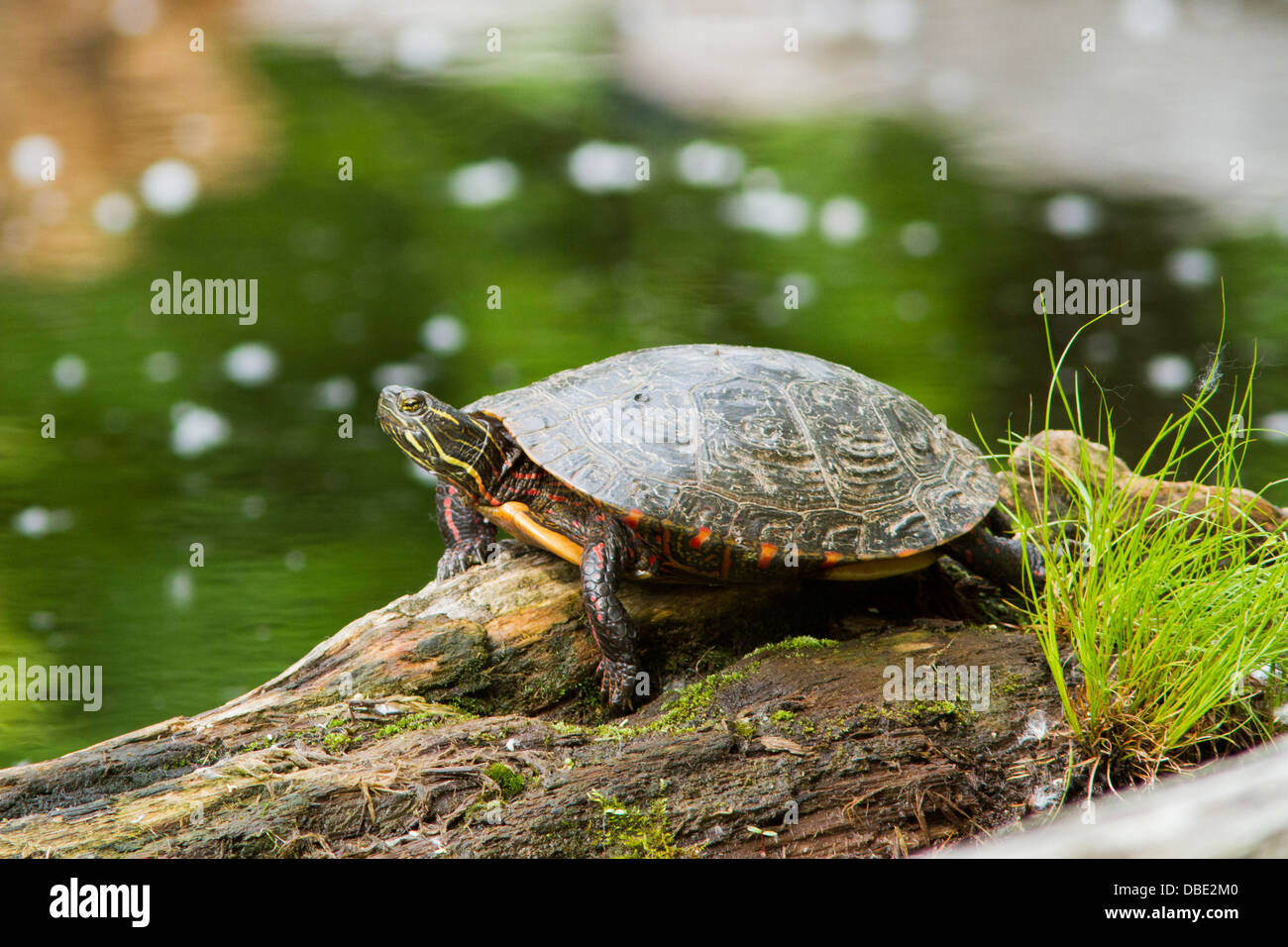 Au printemps de la tortue peinte (Chrysemys picta) reposant à Sun Banque D'Images