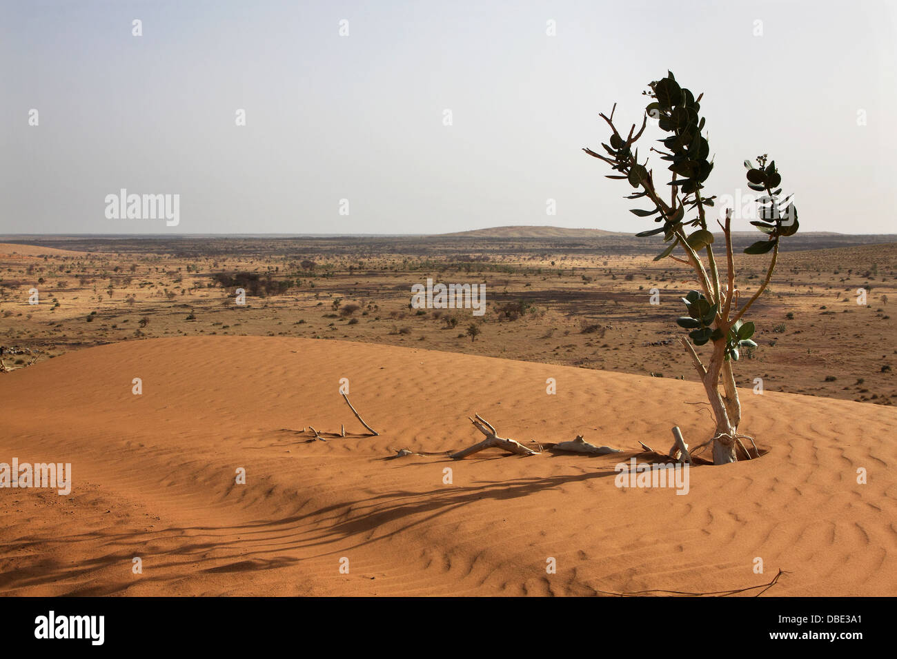 Vue du désert de dunes de sable, dans le nord du Mali avec l'arbuste Calotropis procera ou fruits de mer Morte Banque D'Images
