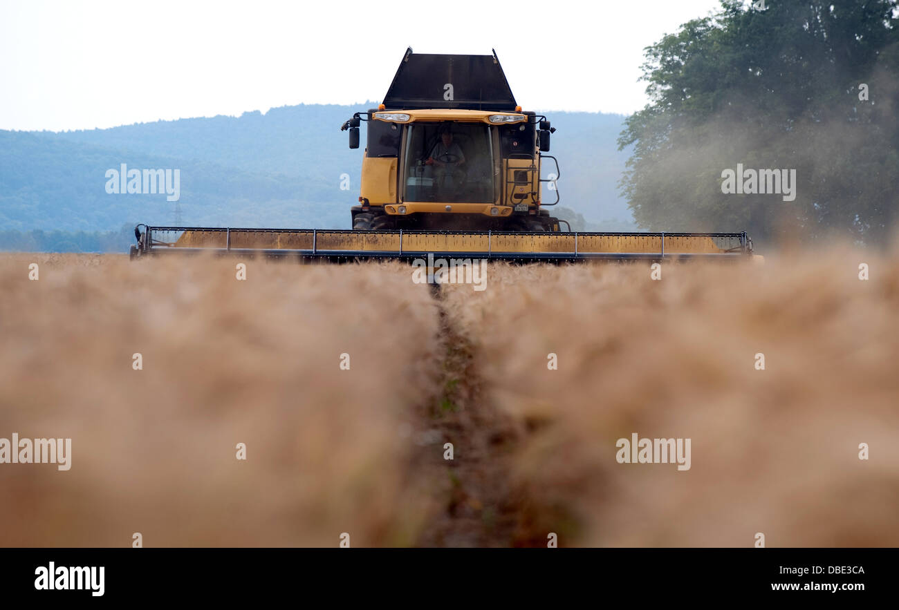 L'orge est moissonné avec une ensileuse combinée sur un champ dans Hevensen, Allemagne, le 24 juillet 2013. Photo : Swen Pfoertner Banque D'Images