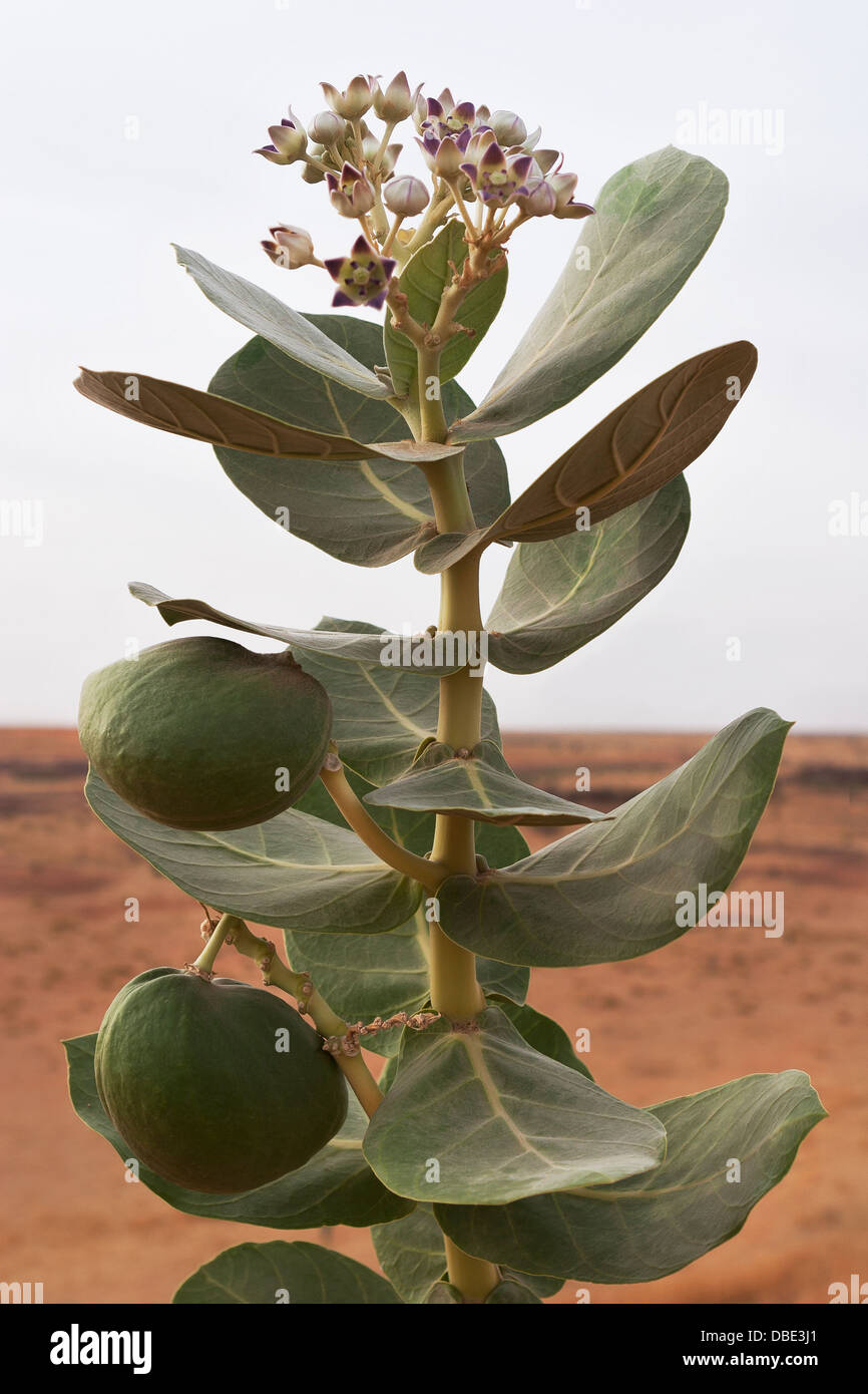 Fruits de Mer Morte Calotropis procera ou d'arbustes en désert du Sahara au nord du Mali Banque D'Images