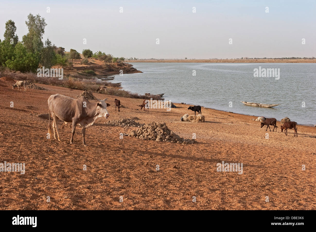 Le bétail sur la berge sud du fleuve Niger, Ansongo près de Gao, Mali, Afrique de l'Ouest Banque D'Images