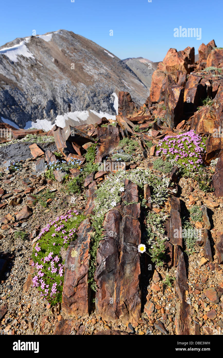 Fleurs alpines qui poussent sur une crête élevée dans les montagnes de l'Oregon Wallowa. Banque D'Images