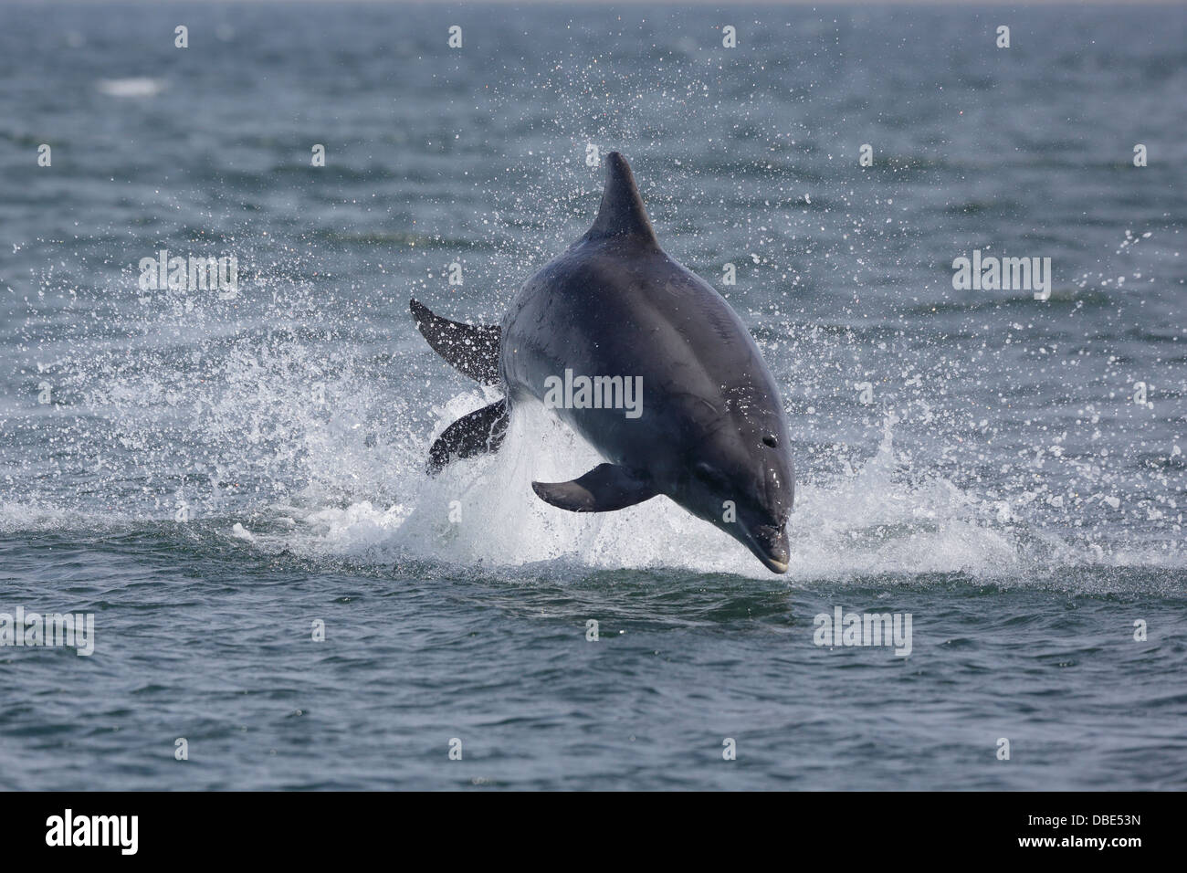 Un flacon-nosed Dolphin bondissant hors de l'eau à Chanonry Point Banque D'Images