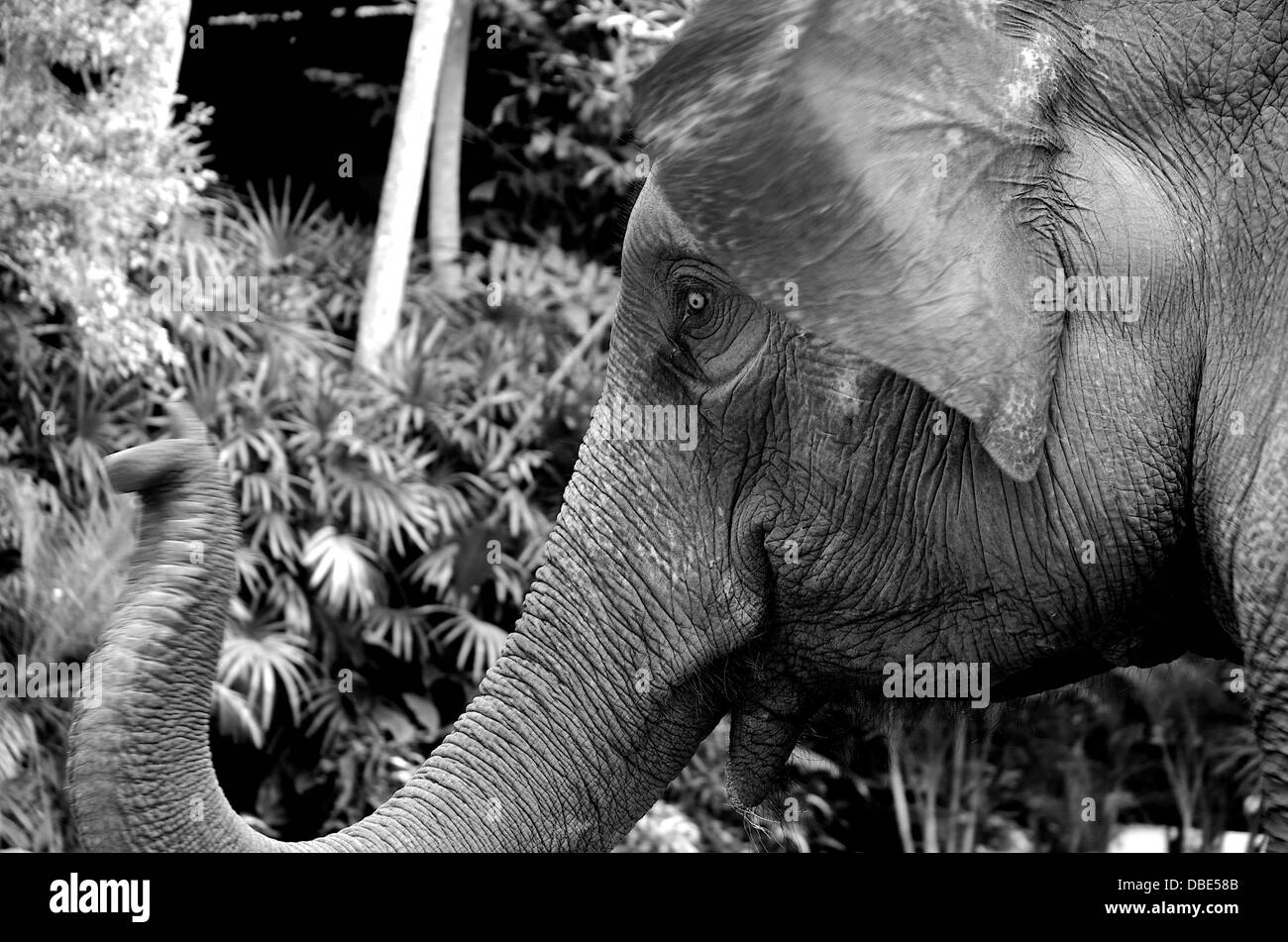 En Thaïlande, l'éléphant en noir et blanc Banque D'Images