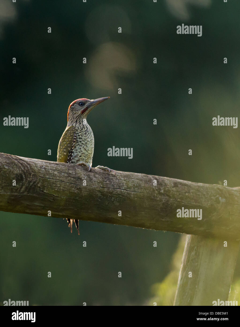 Pic Vert juvénile éclairé (Picus viridis) perché sur une clôture en bois Banque D'Images